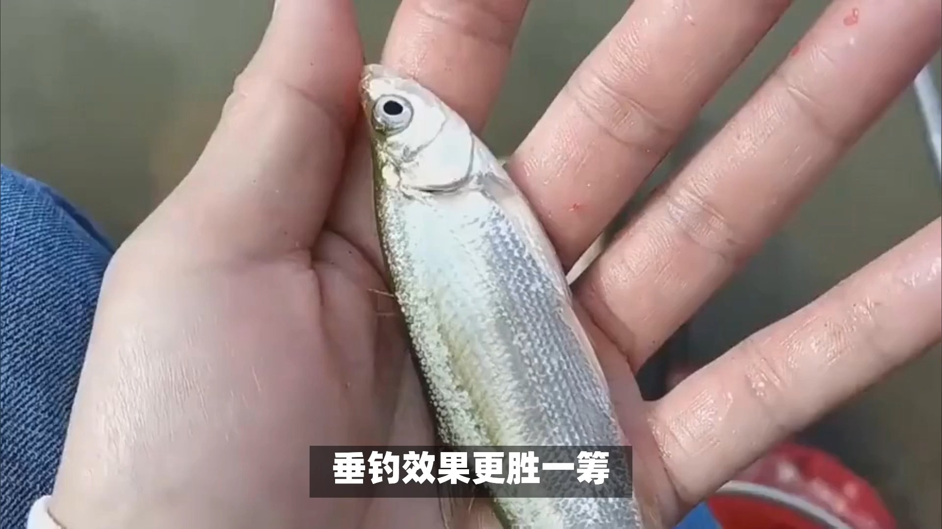 底钓白条技巧(钓白条鱼钓底还是钓浮)
