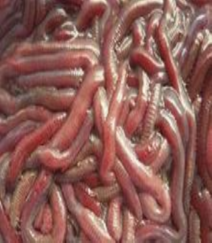海钓虫分类(海钓虫饵有哪几种)