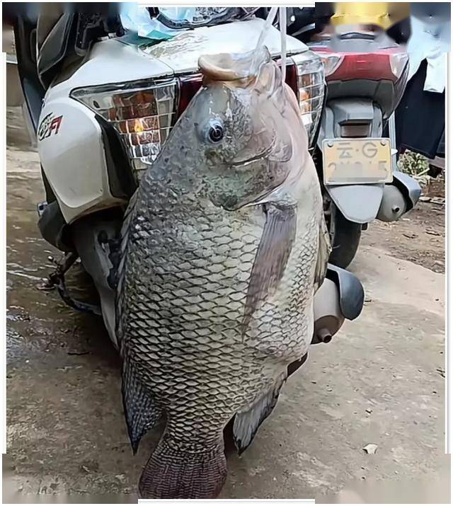 米易路亚罗非鱼(为什么罗非鱼尽量少吃)