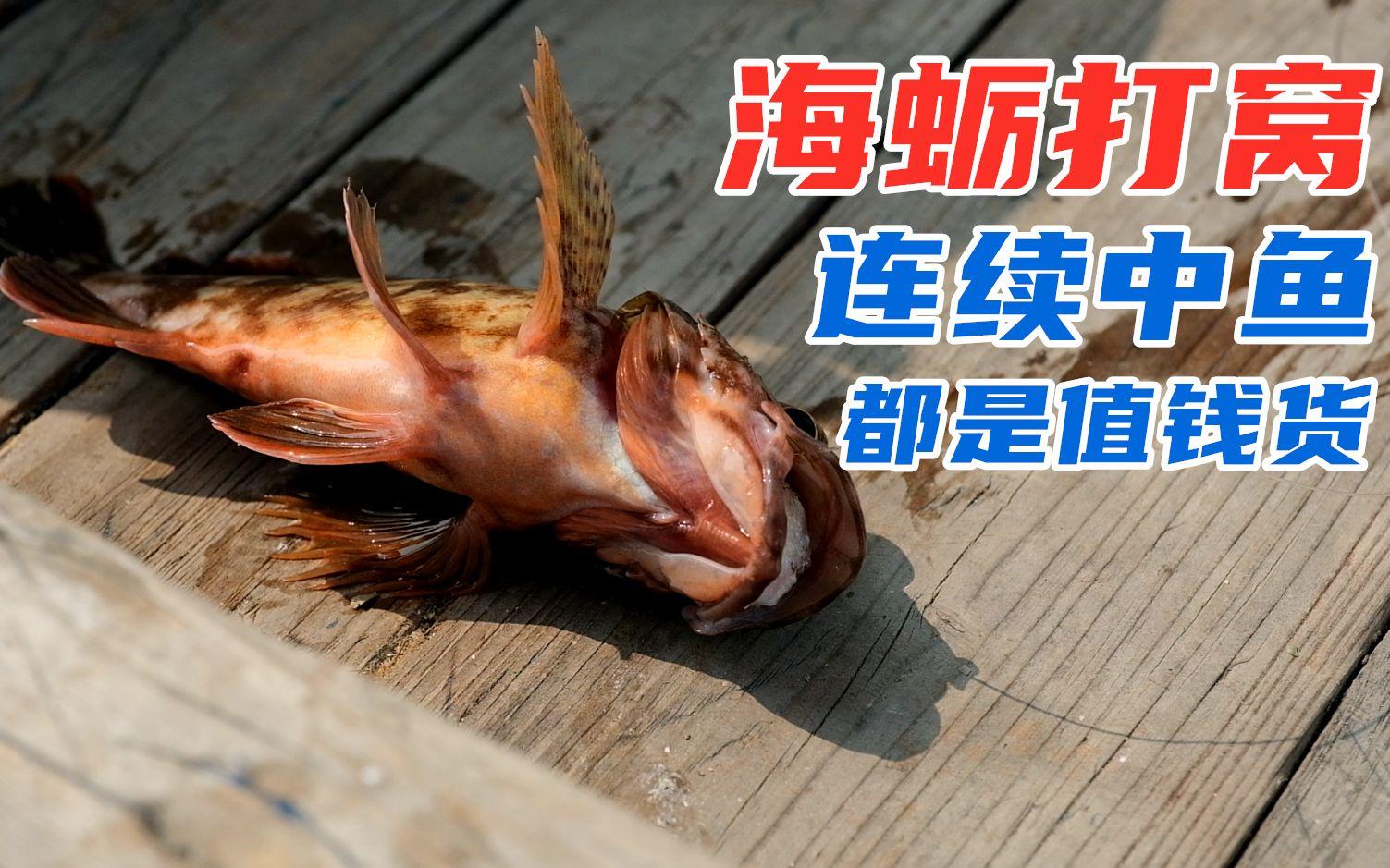海钓远投打窝(海钓远投沉底钓组图解)