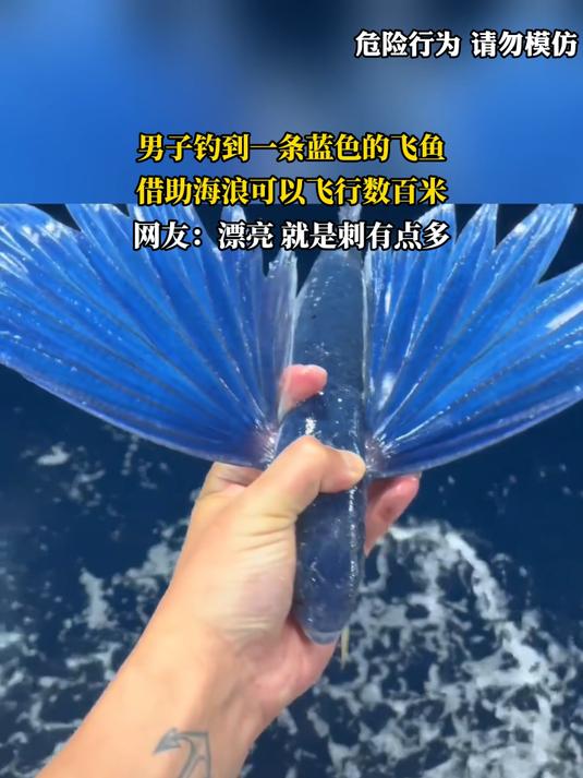 釣魚飞鱼有什么技巧(国家级绝密钓鱼配方)