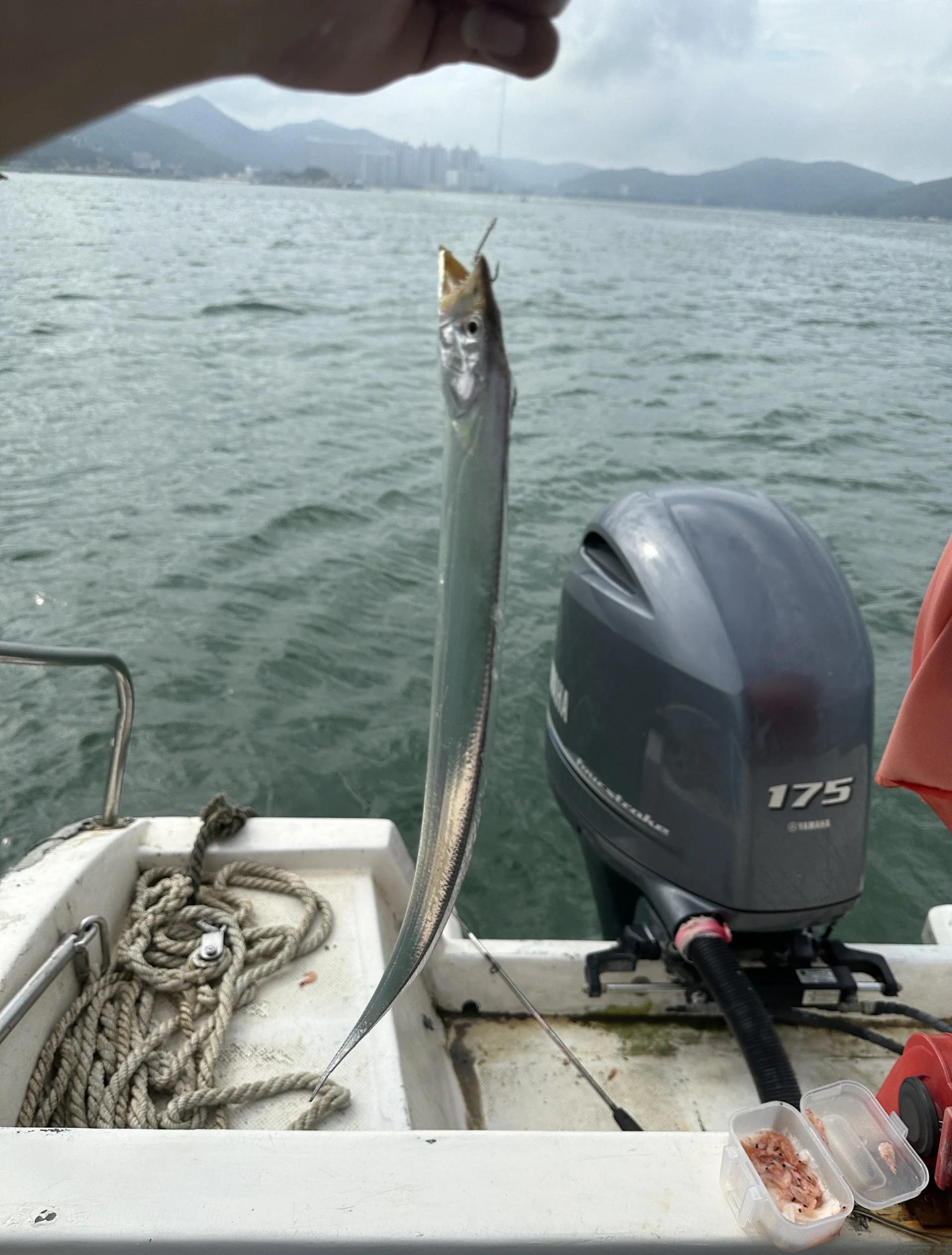 用虾海钓(用虾钓海鱼)