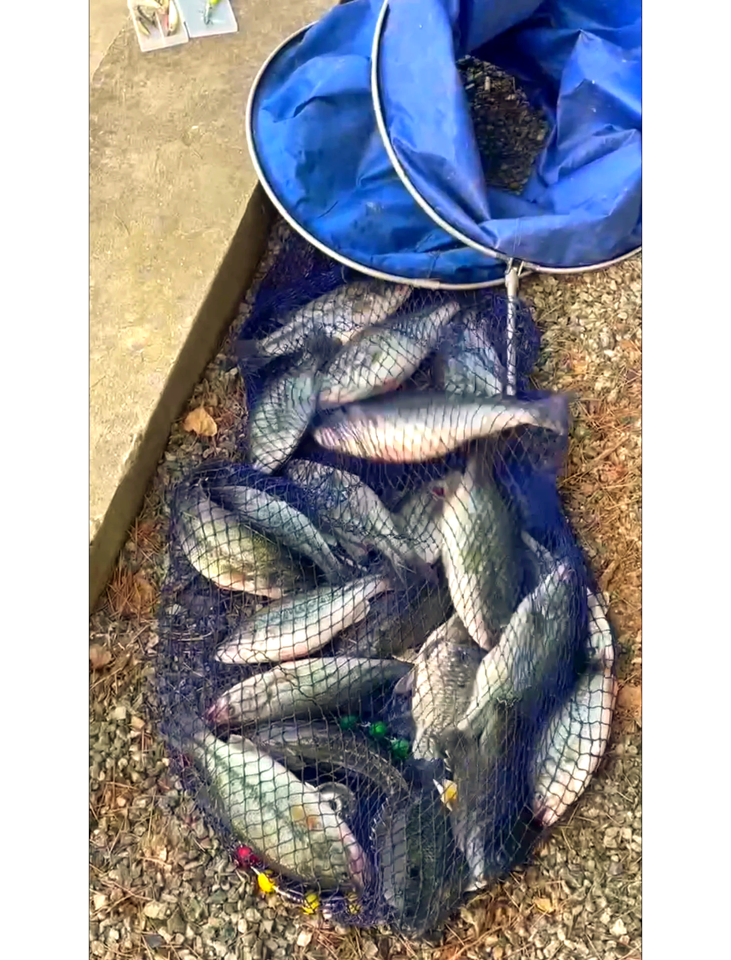 珠海钓鲈鱼场(珠海钓场大全)