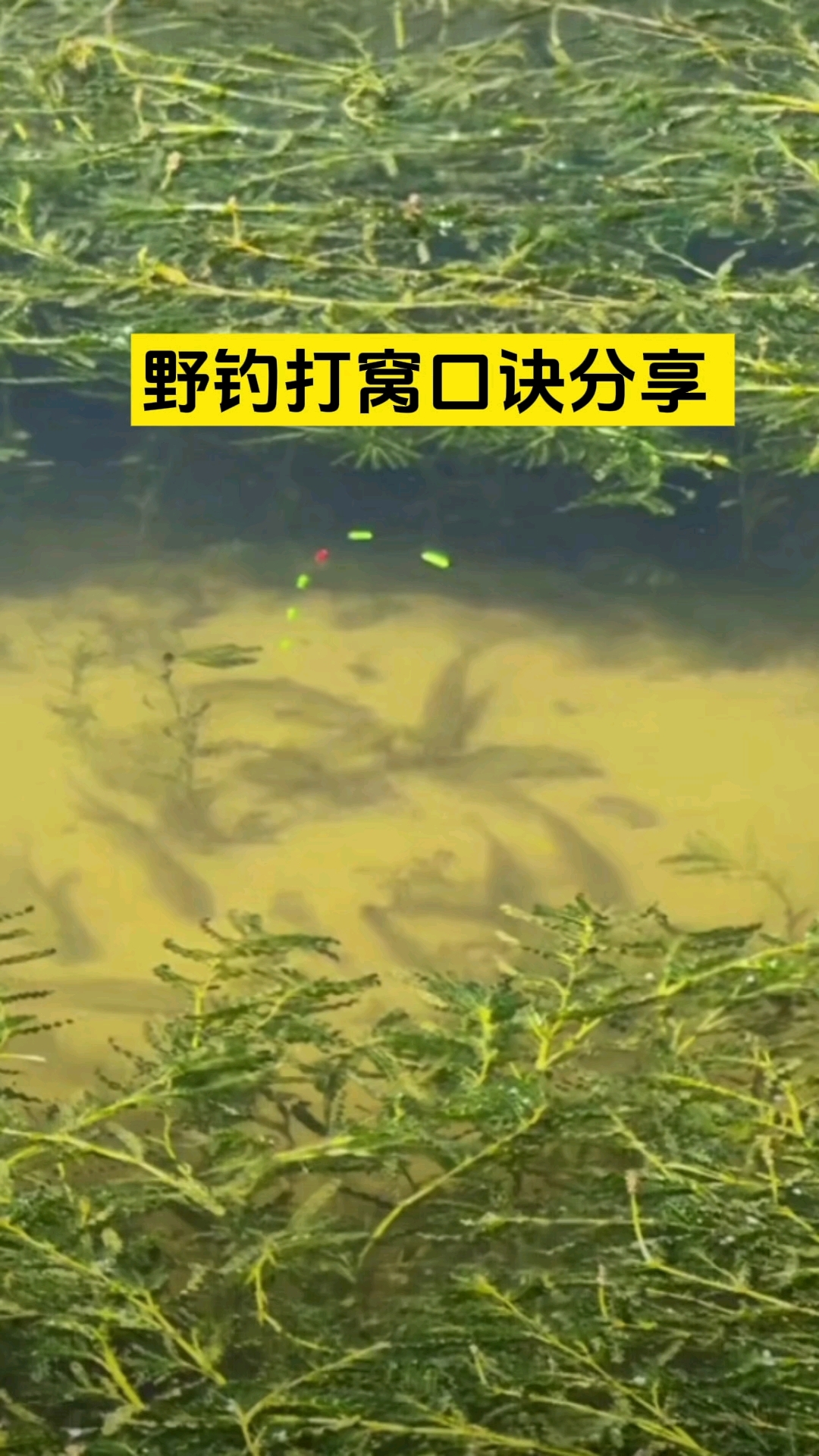散泡钓鲫鱼打窝技巧(钓鱼散泡的使用方法)
