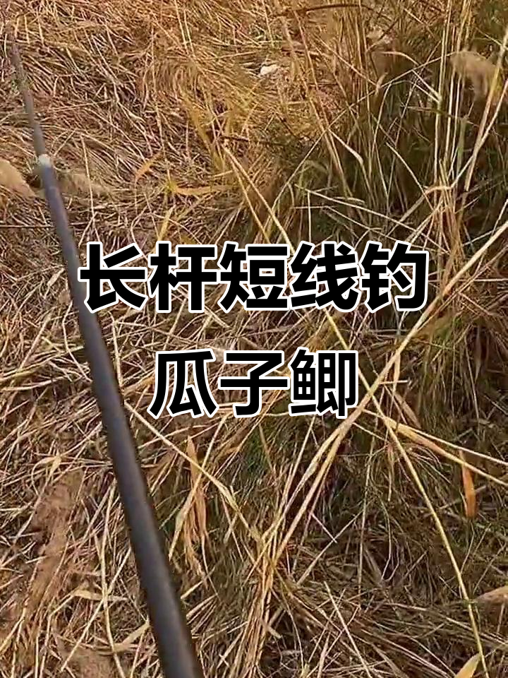 深冬传统钓鲫技巧(公认钓鲫鱼最快的钓法)