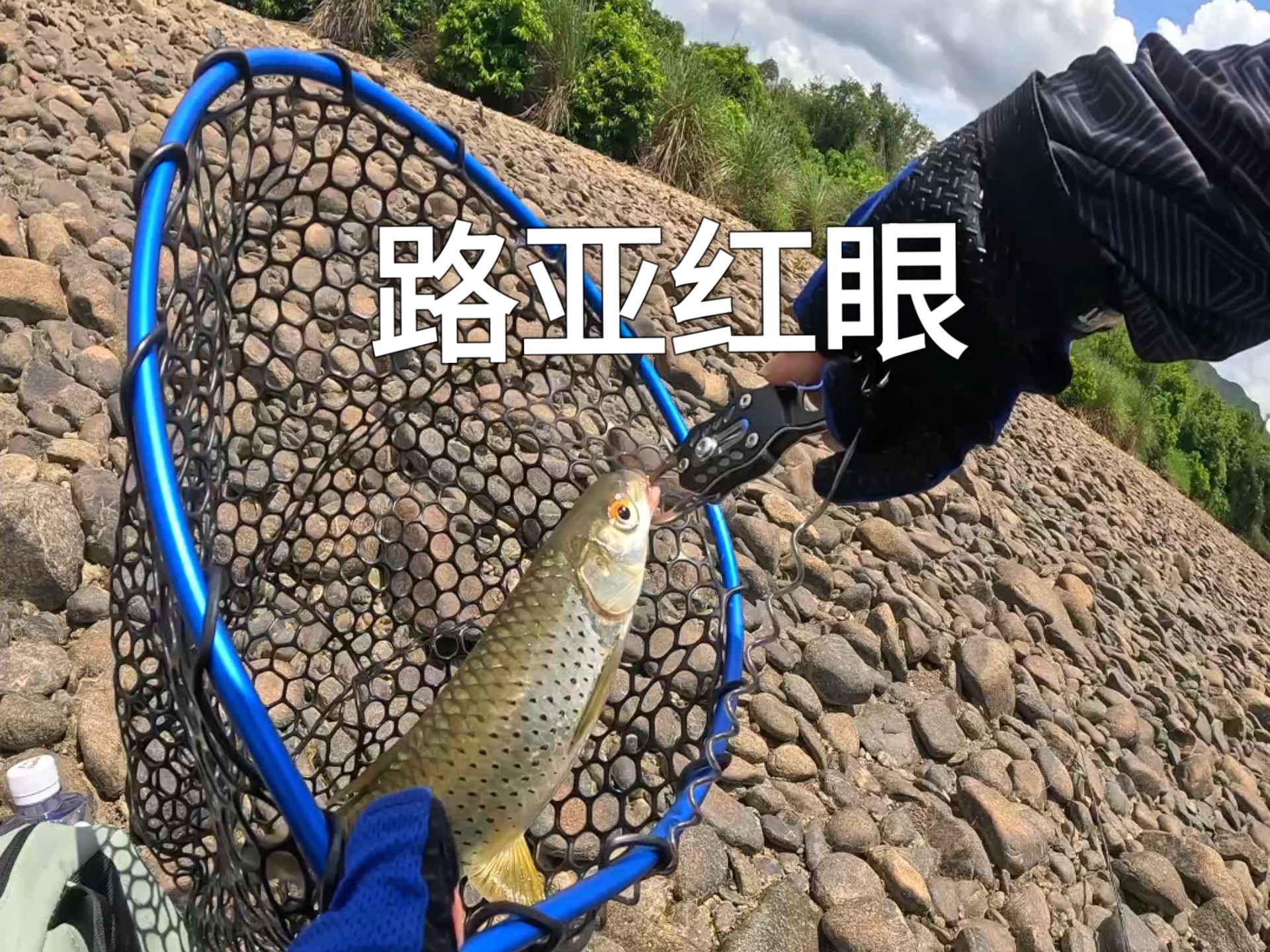 红眼鳟鱼路亚(红眼鳟用什么饵)