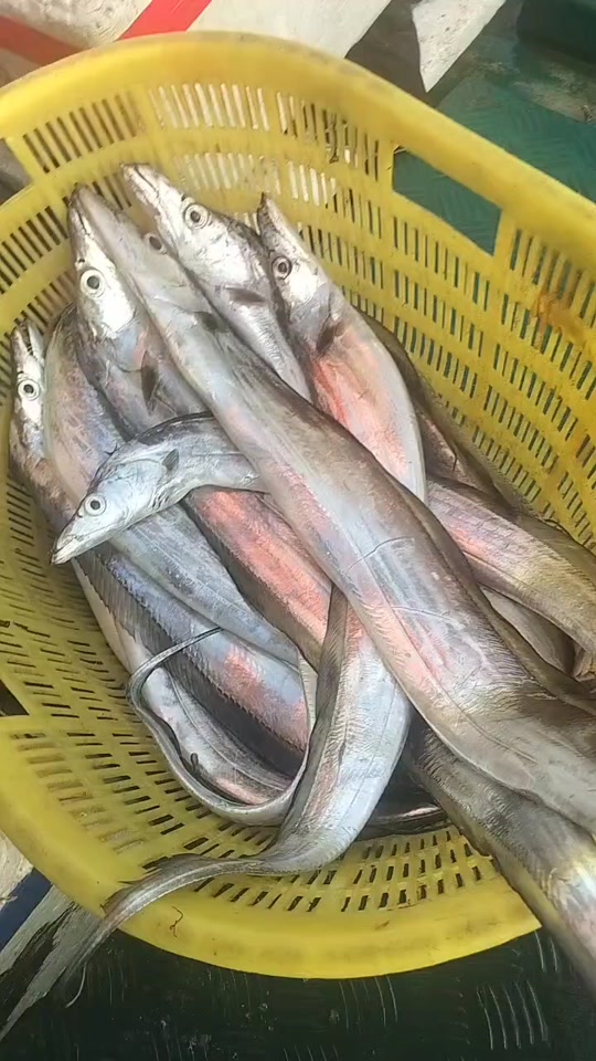 唐山附近海钓(唐山附近海钓地点)