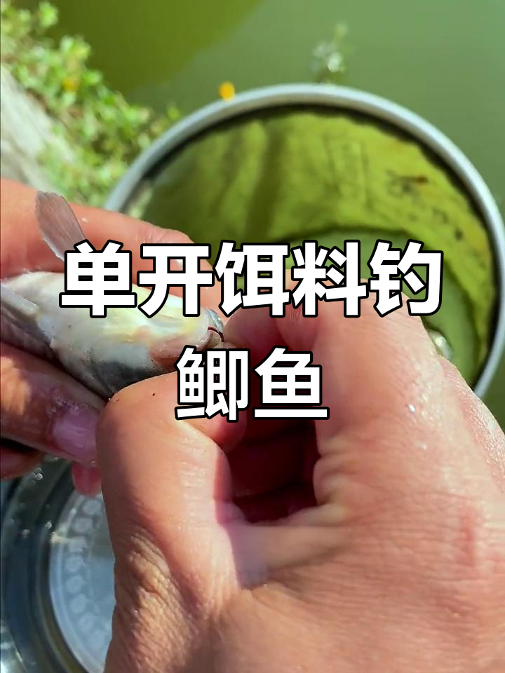 冬季开饵料(冬季开饵技巧)