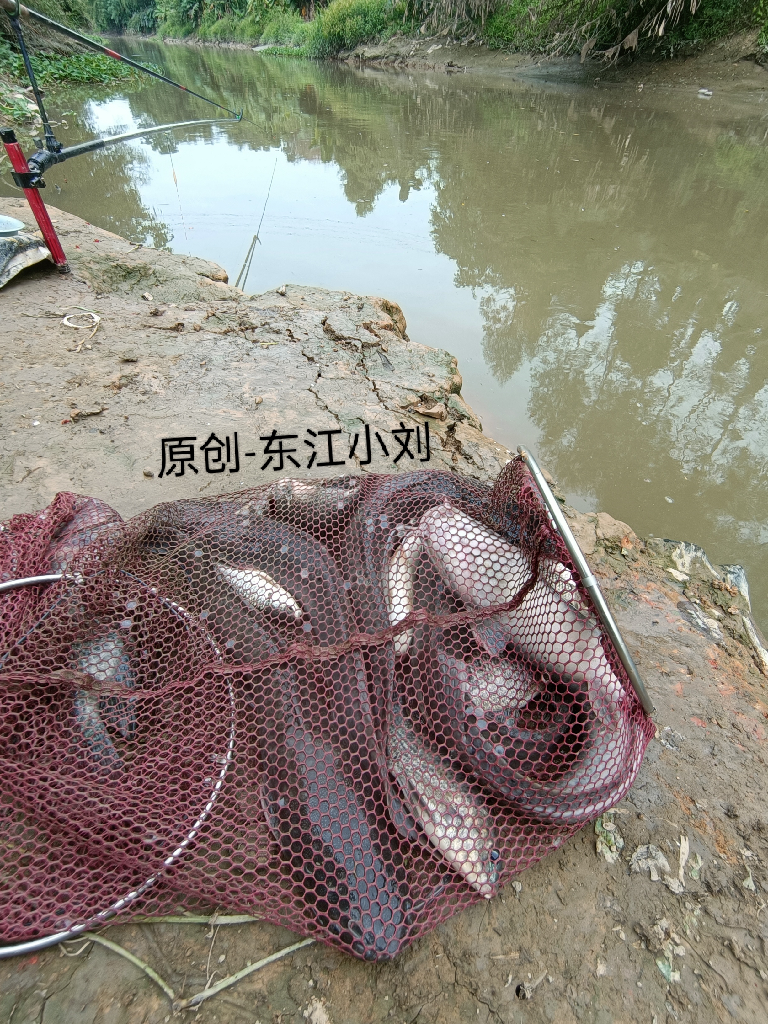 海钓黑鱼用泥鳅(海钓黑鱼用泥鳅好钓吗)