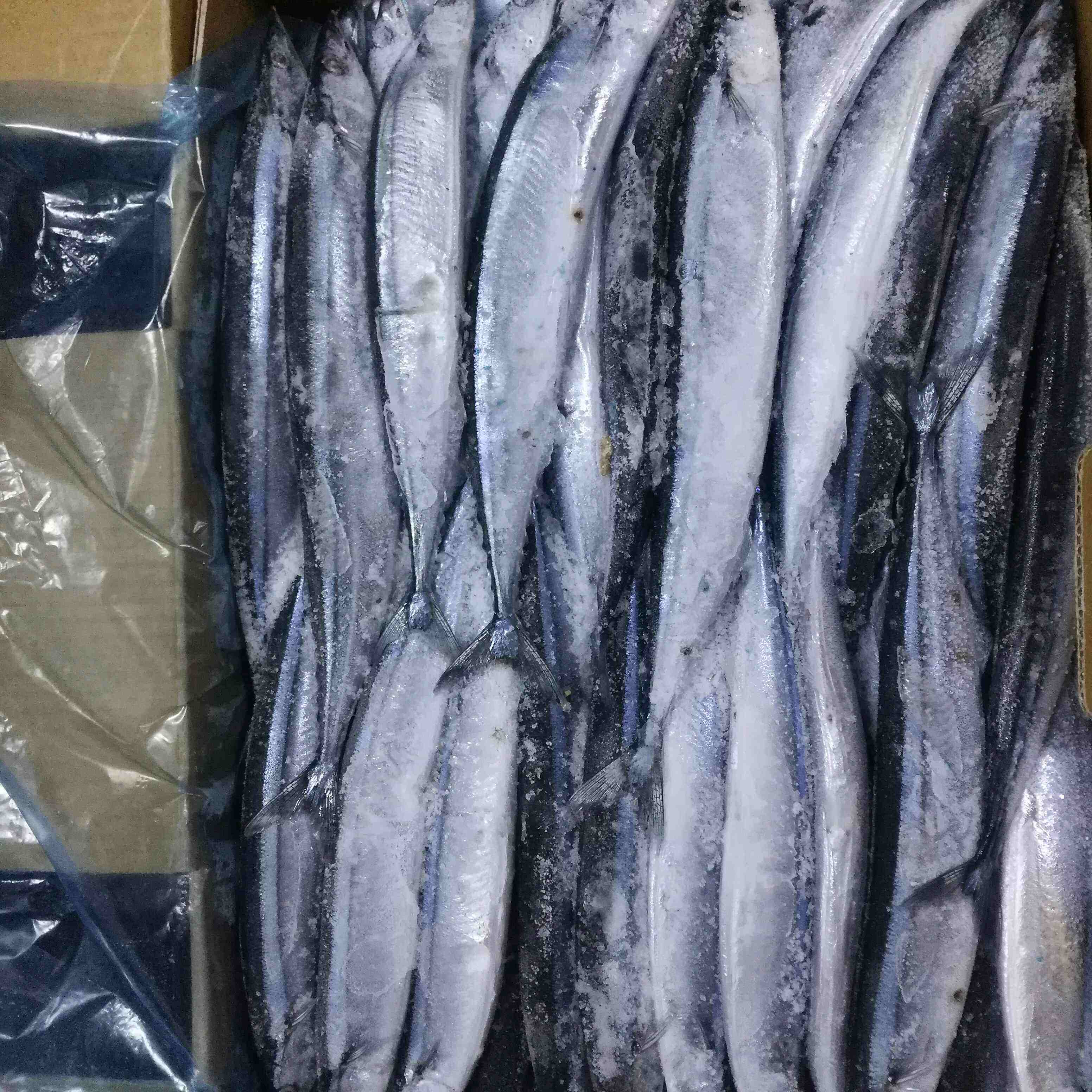 海钓挂秋刀鱼(海钓用秋刀鱼挂法)