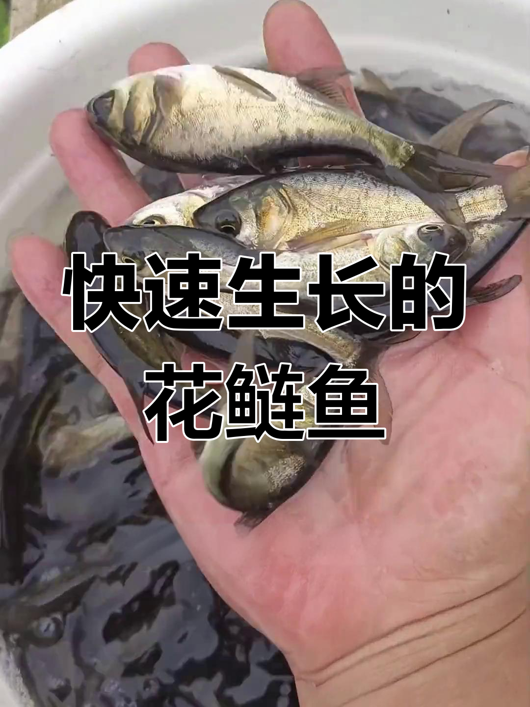 水库花鲢鱼技巧(水库花鲢鱼技巧与方法)