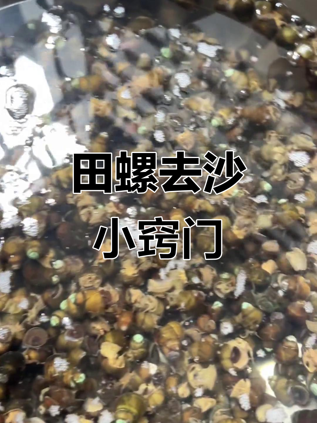 吸田螺技巧(吸田螺的方法)
