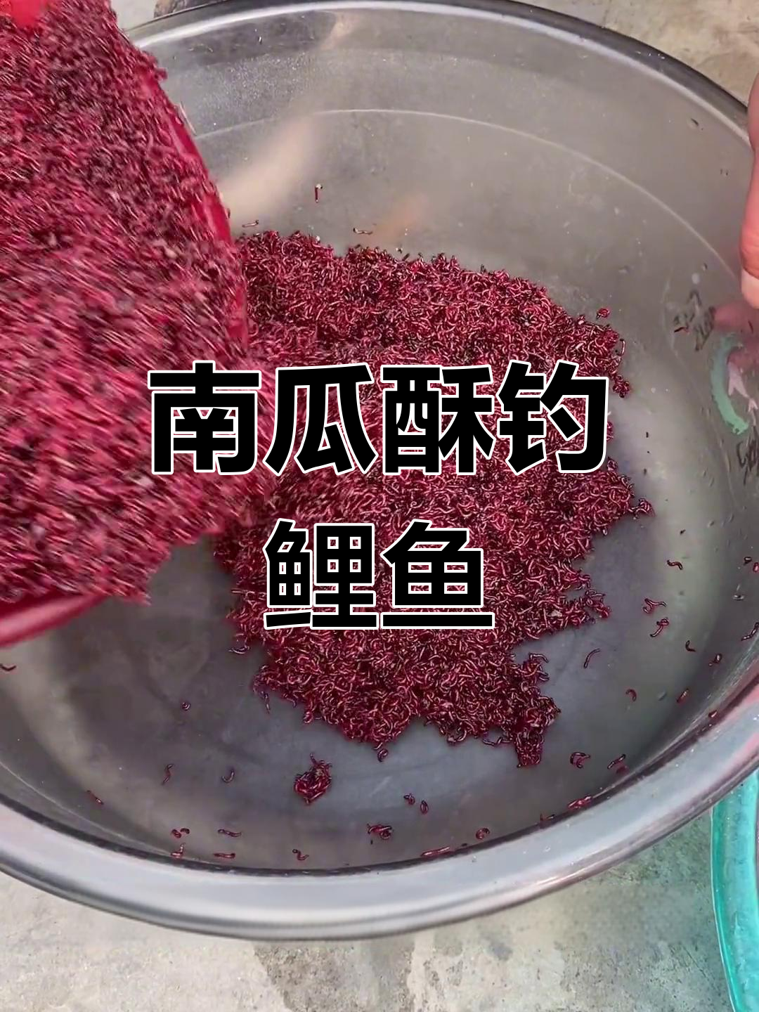 深秋用红虫钓鱼技巧(秋季用红虫能钓到什么鱼)