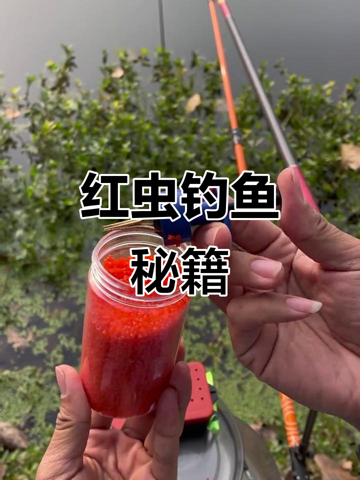 深秋用红虫钓鱼技巧(秋季用红虫能钓到什么鱼)