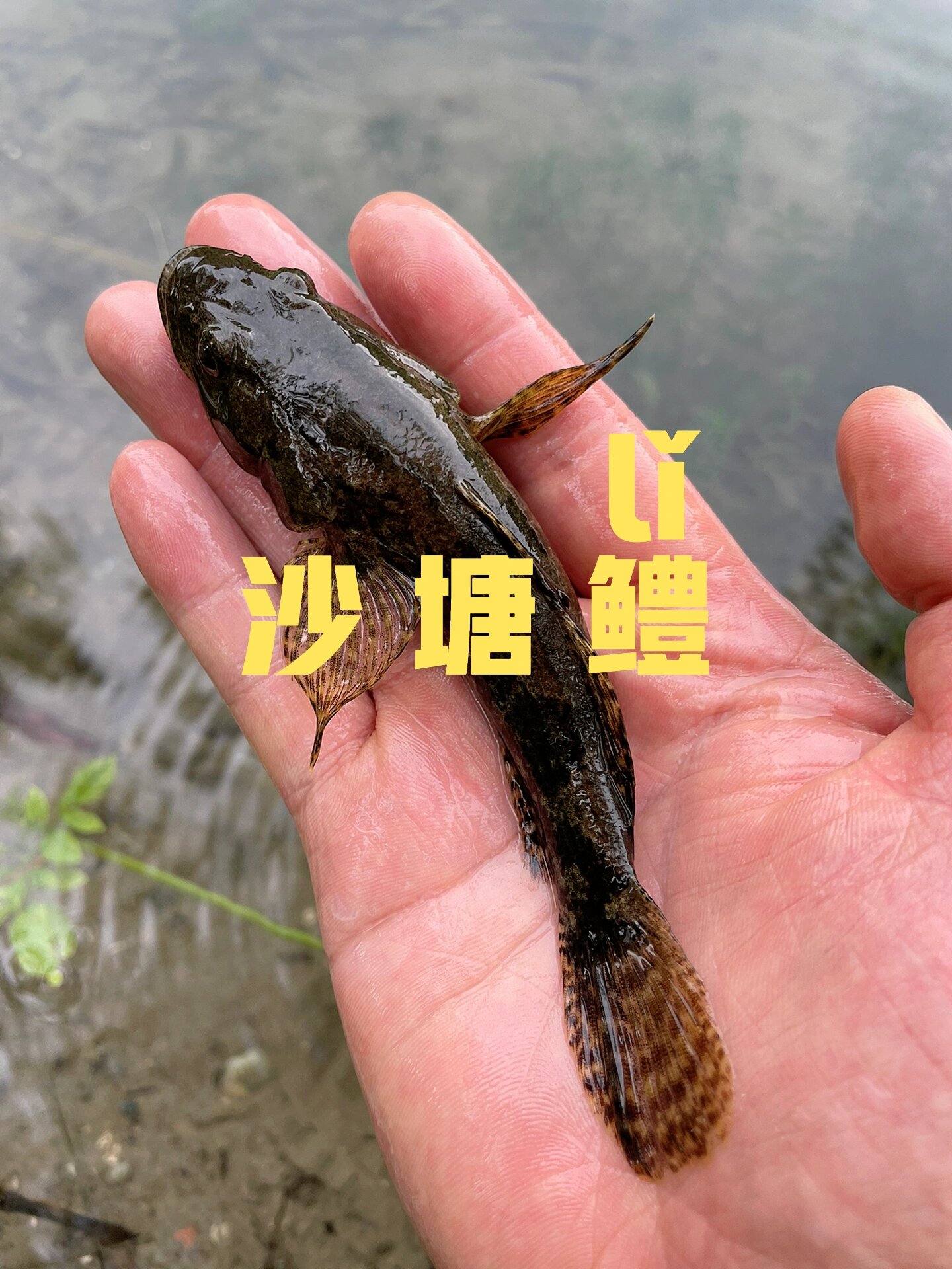 路亚福寿鱼(福寿鱼用什么打窝)