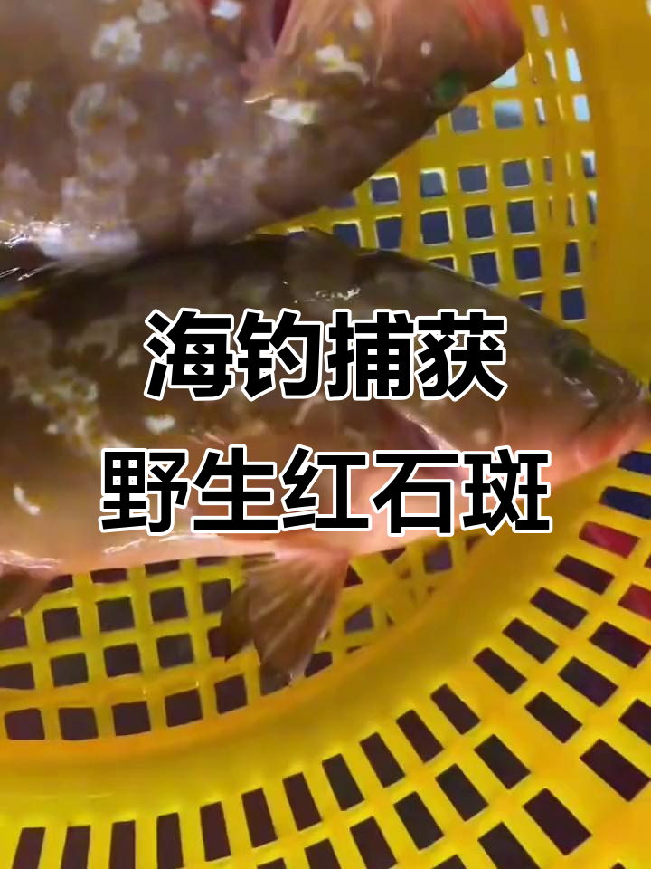 泉州附近哪里可以海钓(泉州海边钓鱼的地方)