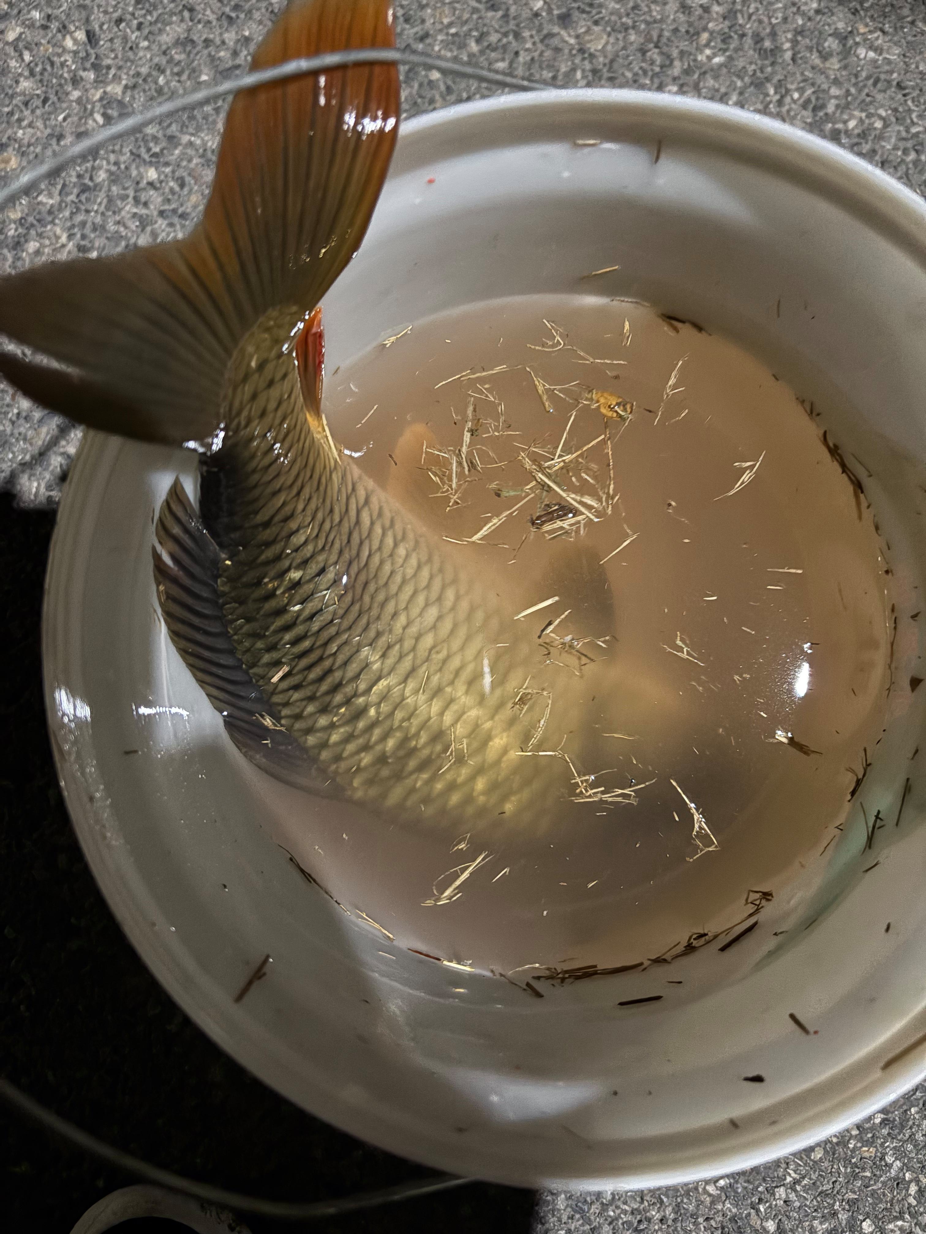 谷麦饵料制作方法(谷麦饵料配方)