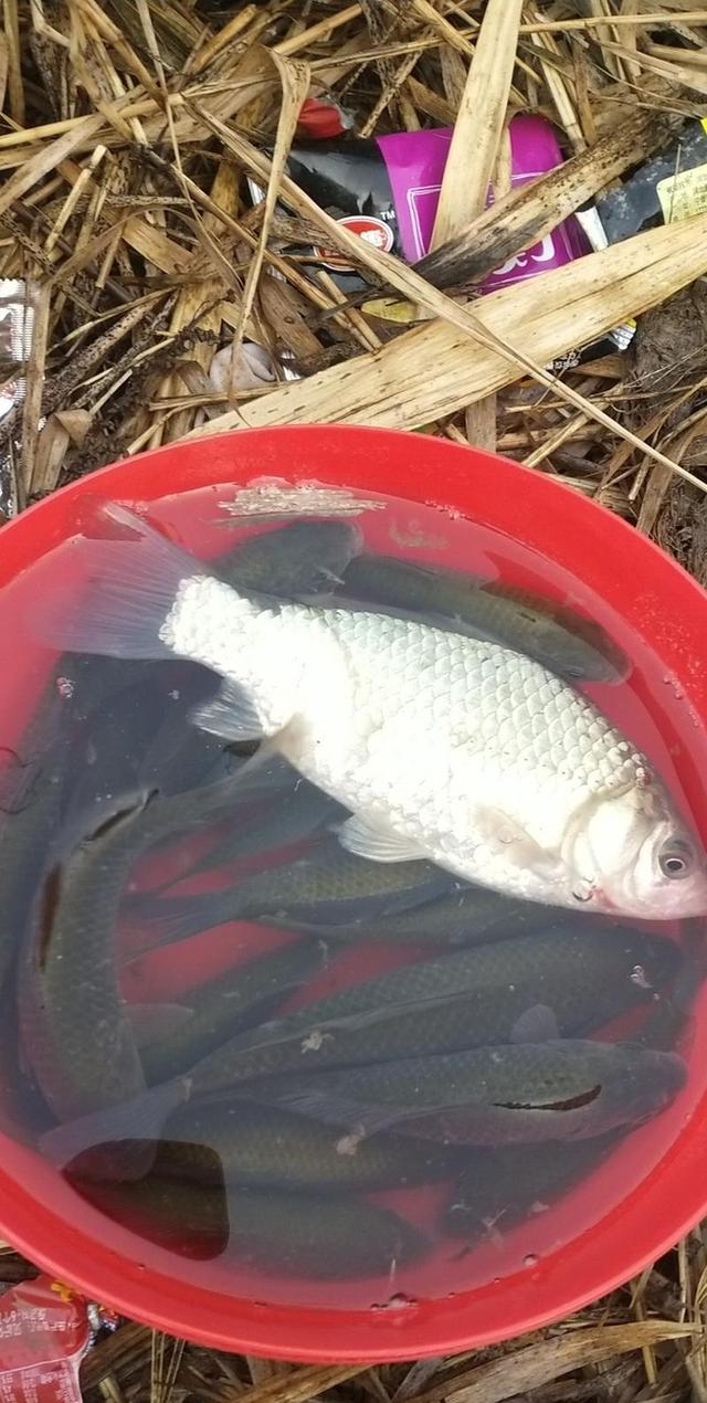冬天黑坑钓鲫鱼的技巧(冬季黑坑钓鲫鱼怎样调漂)