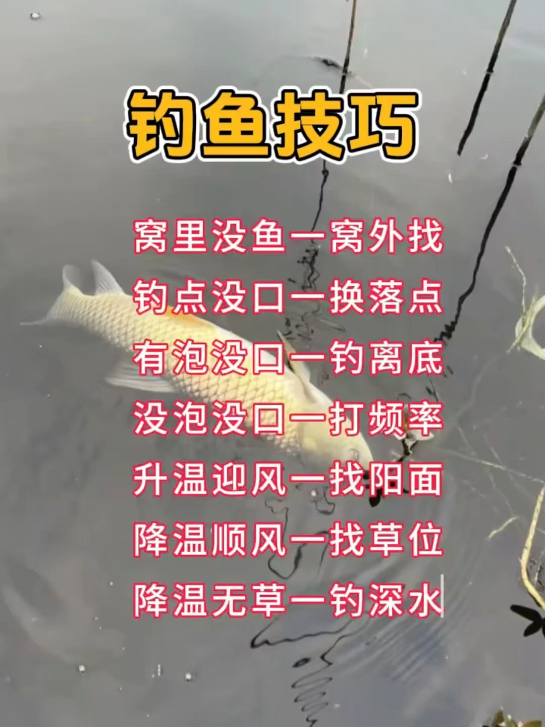 暮春下雨钓鲤鱼技巧(暮春野钓时间段)