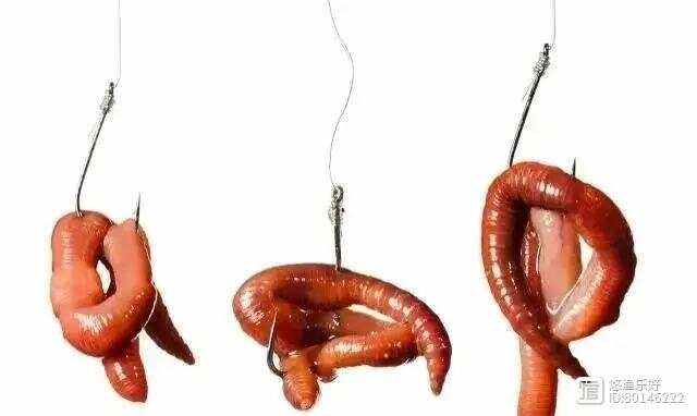 路亚蚯蚓挂钩(路亚竿挂蚯蚓钓鲫鱼)