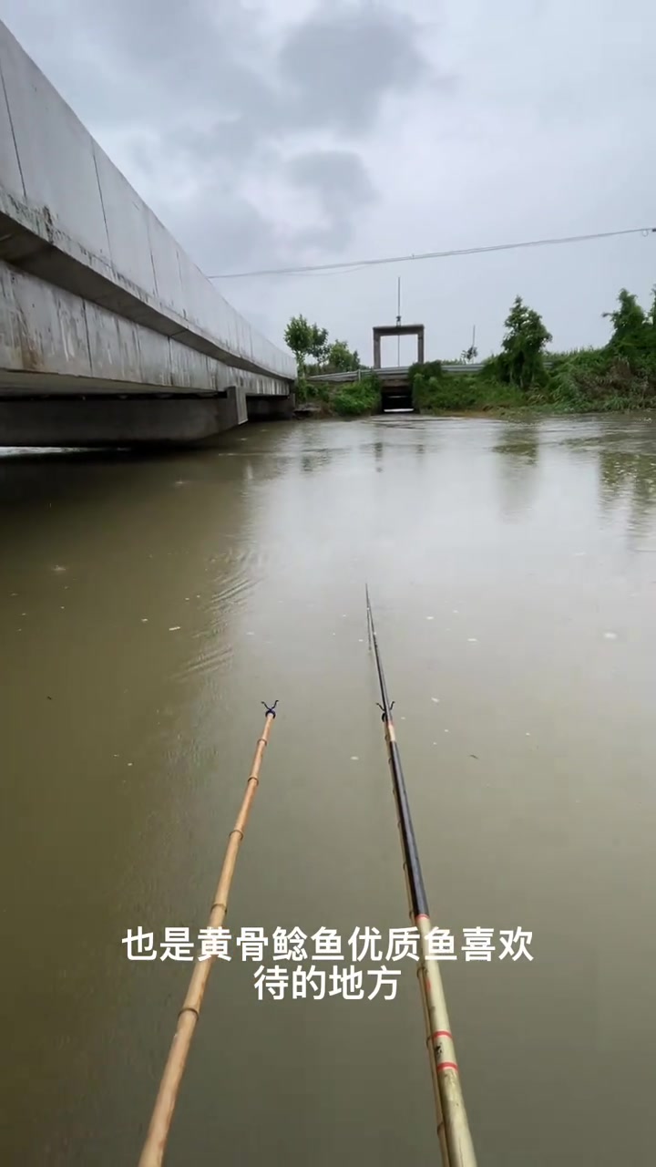 江河浑水钓鱼技巧(河流浑水怎么钓鱼)