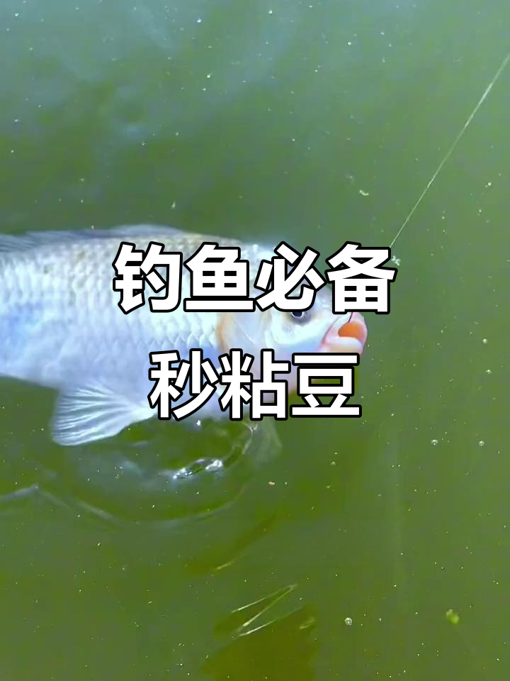 饵料避开小鲫鱼(饵料避开小鲫鱼可以吗)