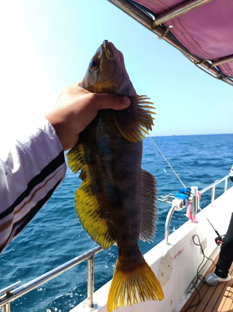威海能海钓上啥鱼(威海海钓鱼的地方有哪些)