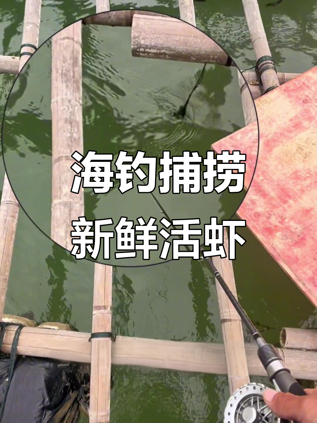 海钓用什么活虾(海钓用河虾还是海虾)