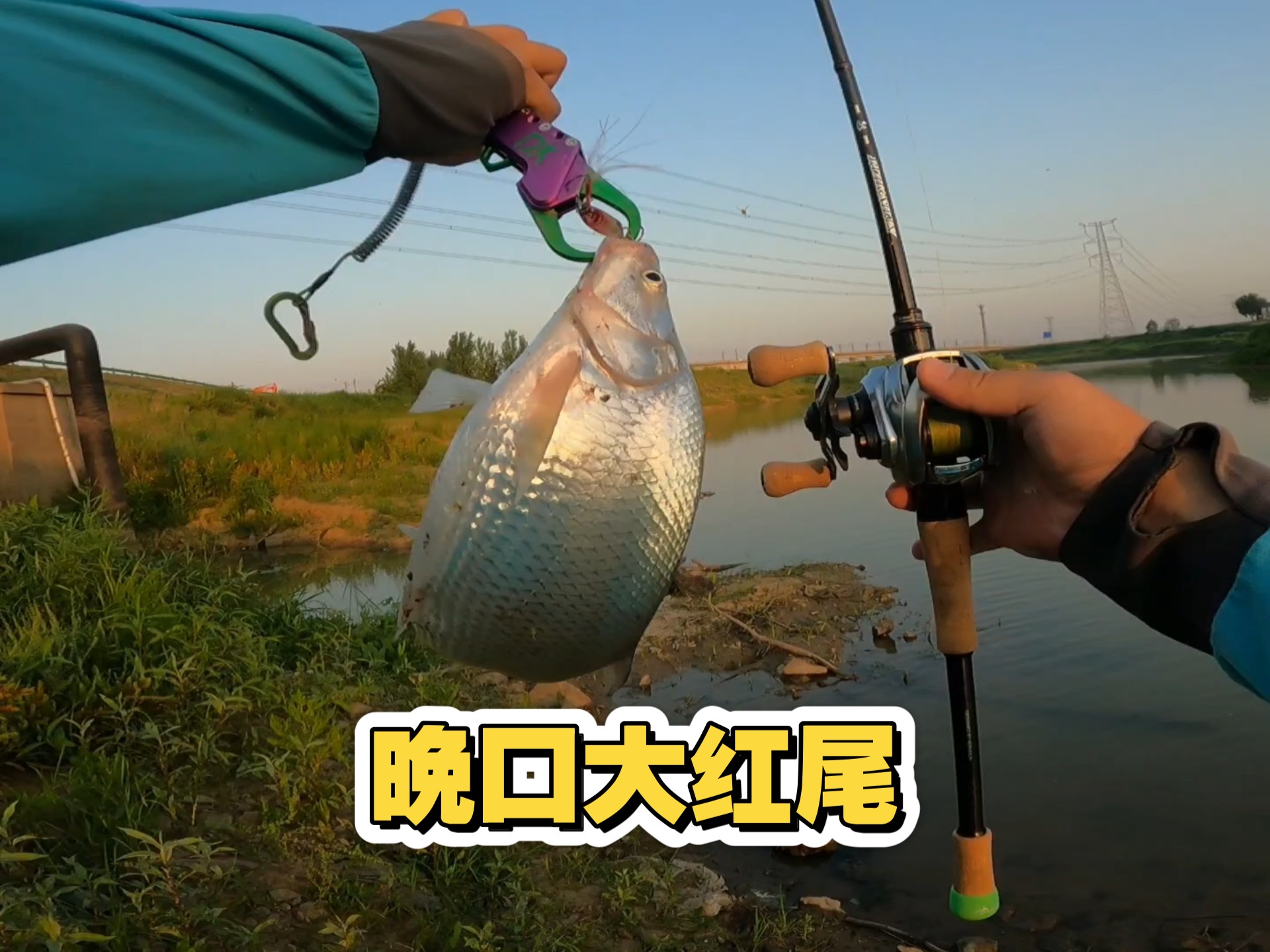 秋季钓红尾鲴技巧(秋天钓红尾)