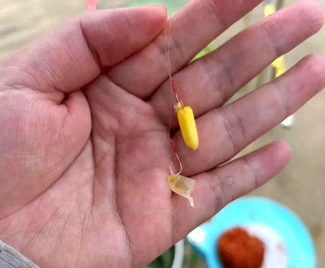 春天玉米钓草鱼技巧(春天玉米钓草鱼技巧图解)