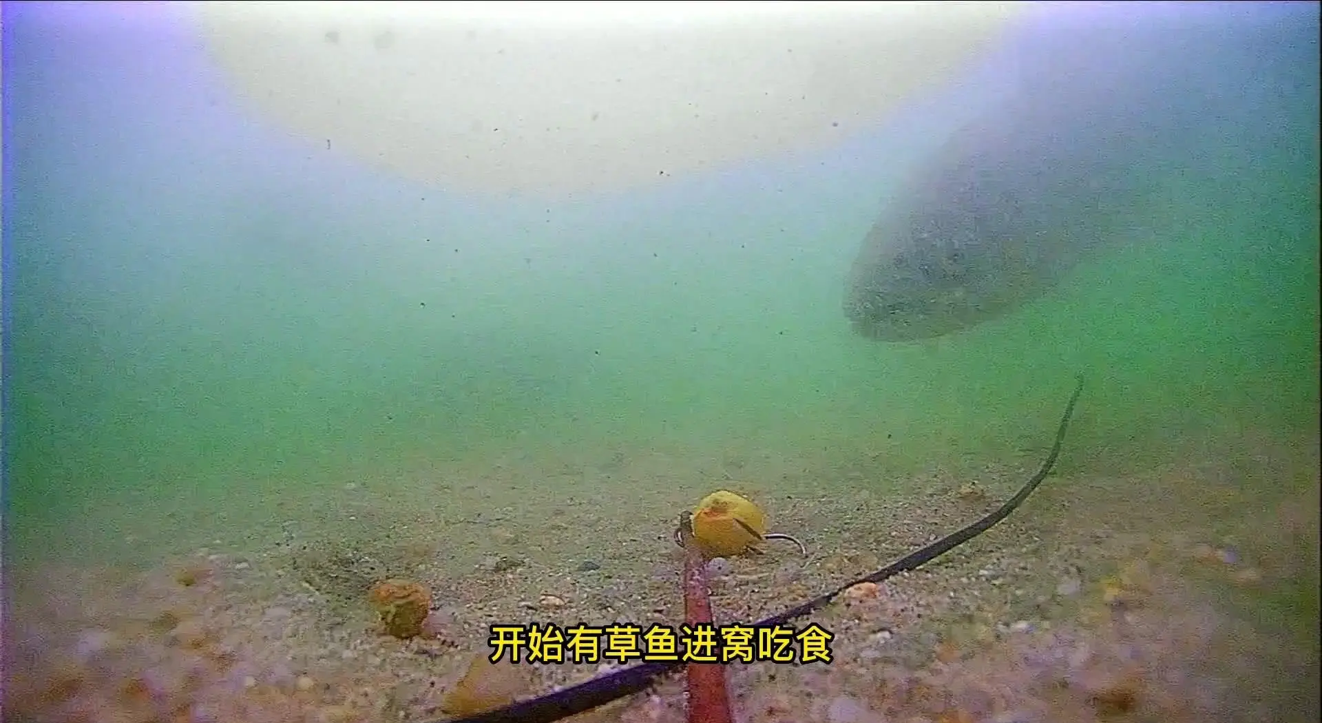 玉米饵料钓大草鱼(玉米钓草鱼饵料配方)