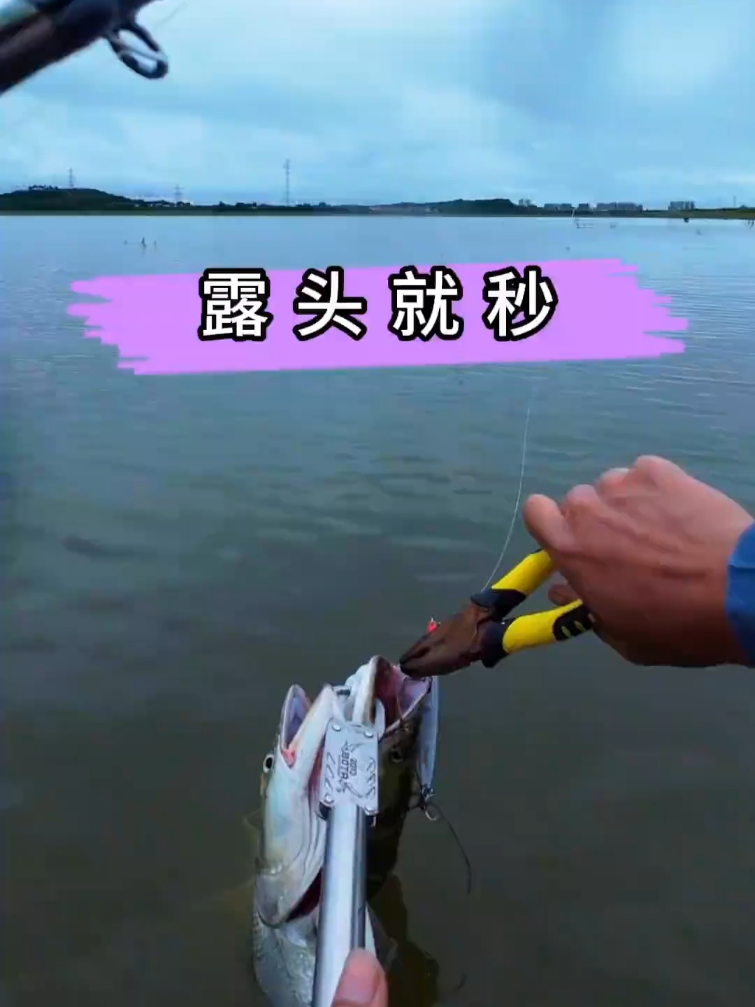 黄浦江可以路亚吗(黄浦江能路亚什么鱼)