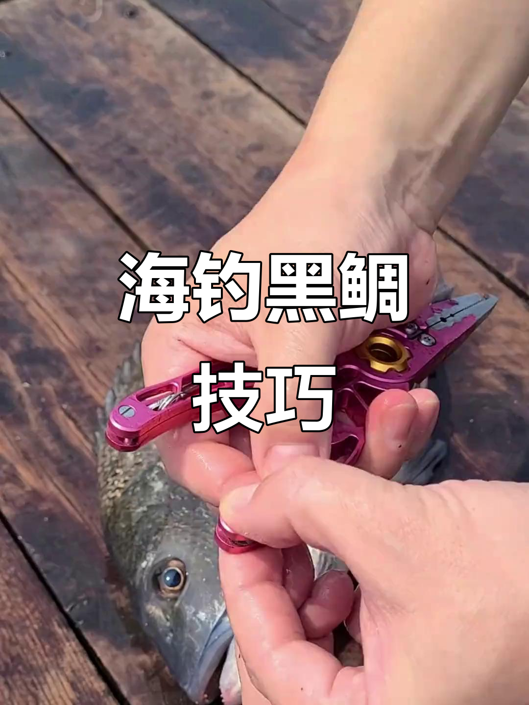 2017年海钓黑鲷视频(海钓黑鲷的线组图解)
