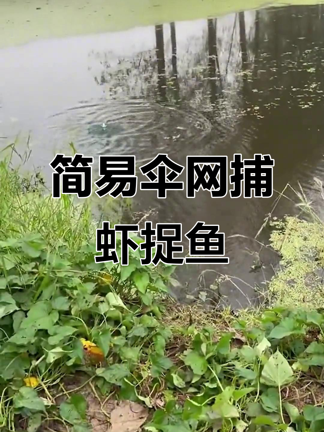 虾网捕虾技巧(虾网怎么捕虾)