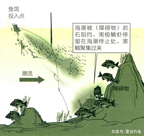 黑鲷技巧大全(黑鲷学名叫什么)