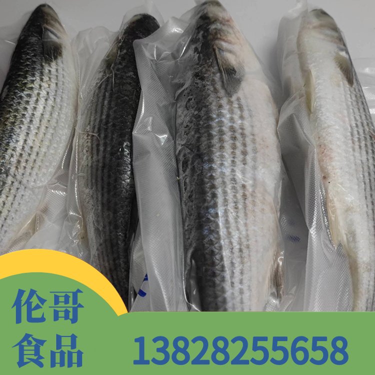 近海钓乌头(海钓乌头视频)