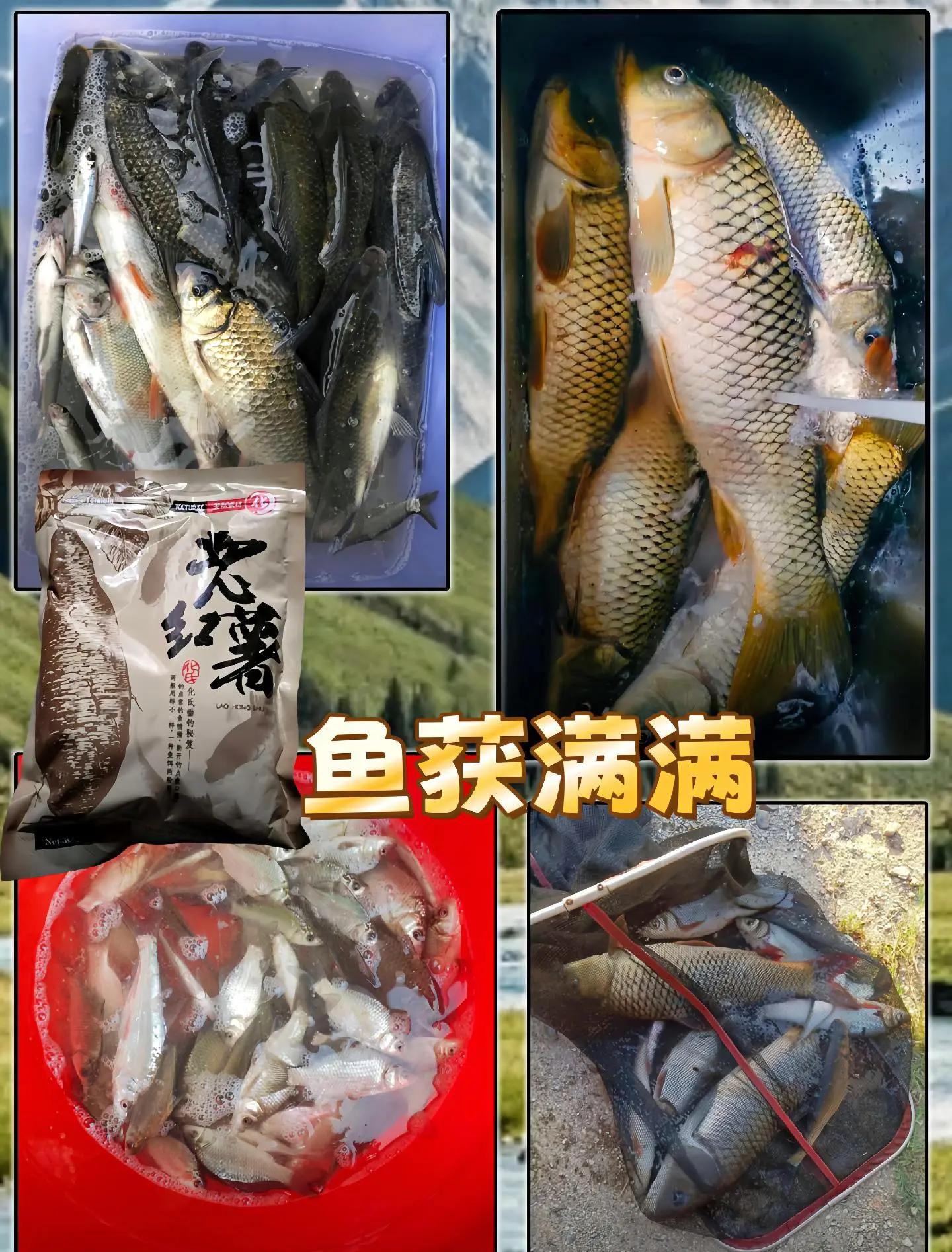 红薯香蕉饵料(红薯加香蕉能钓鲤鱼吗)