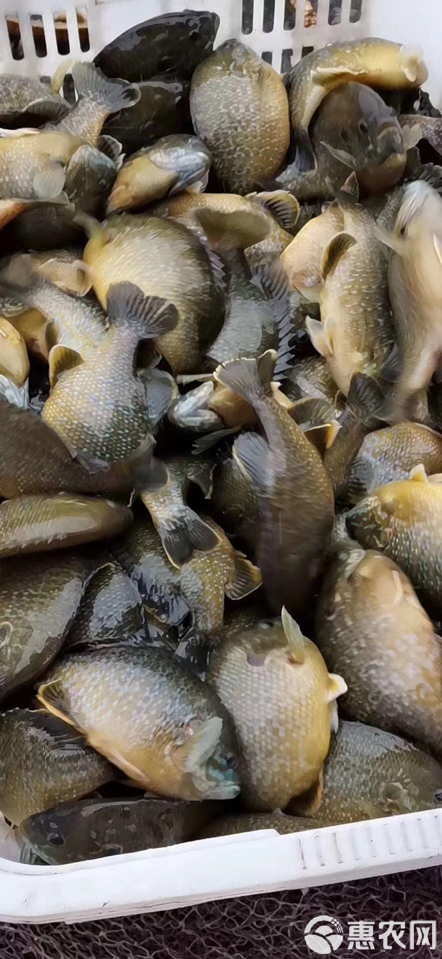 什么饵料钓太阳鱼(钓太阳鱼用什么钩子)