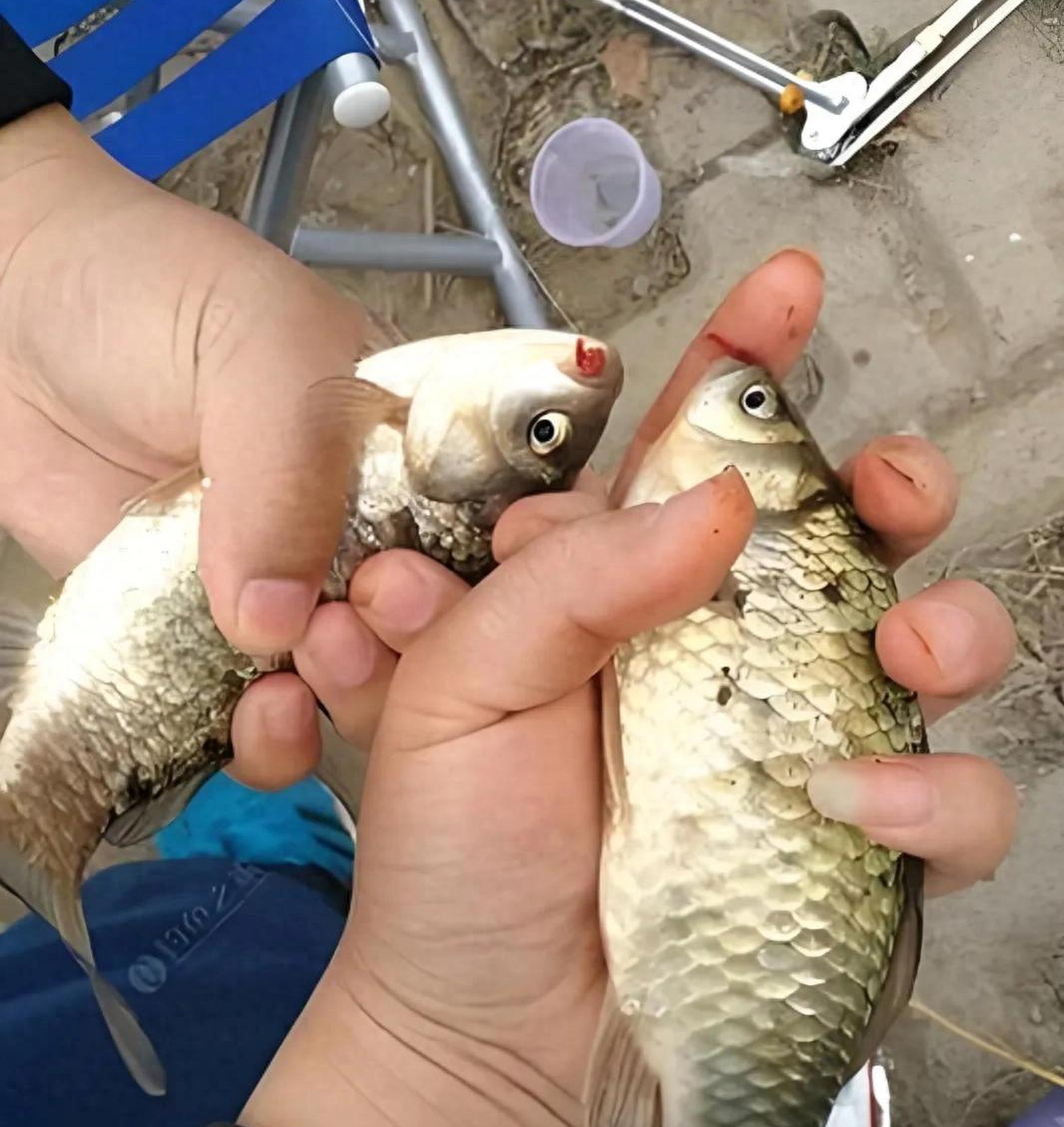 河边钓鲫鱼技巧(河边钓鲫鱼技巧视频)