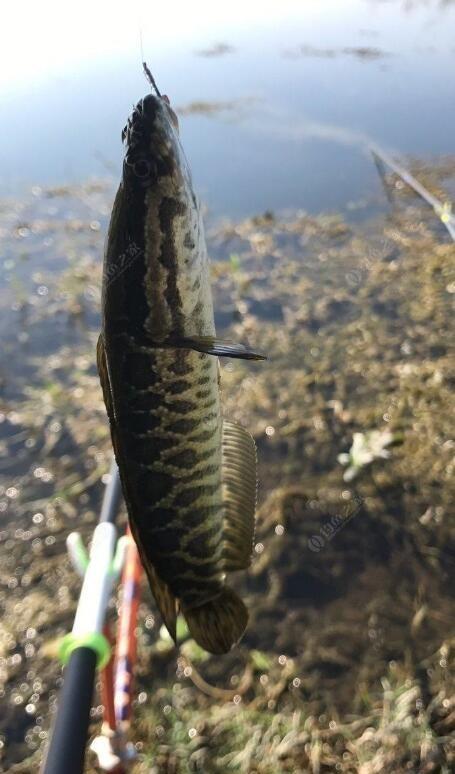 蓬莱冬季海钓黑鱼(蓬莱冬季可以海钓吗)