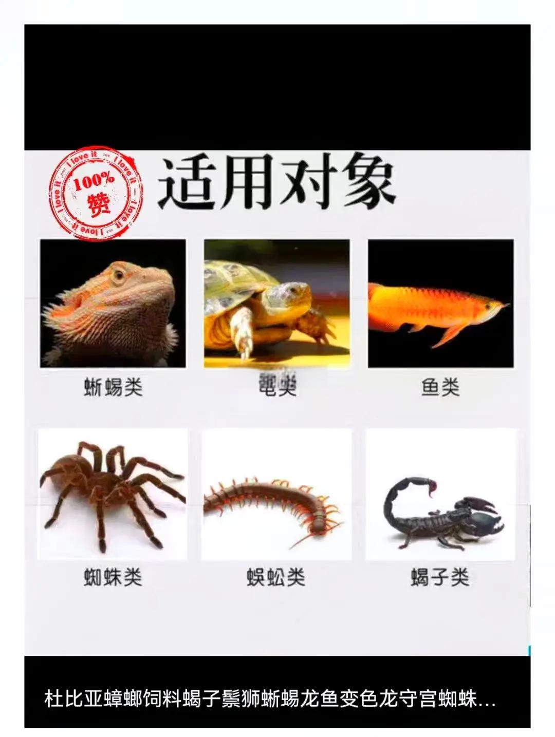 蟑螂钓鱼技巧(蟑螂须钓法)