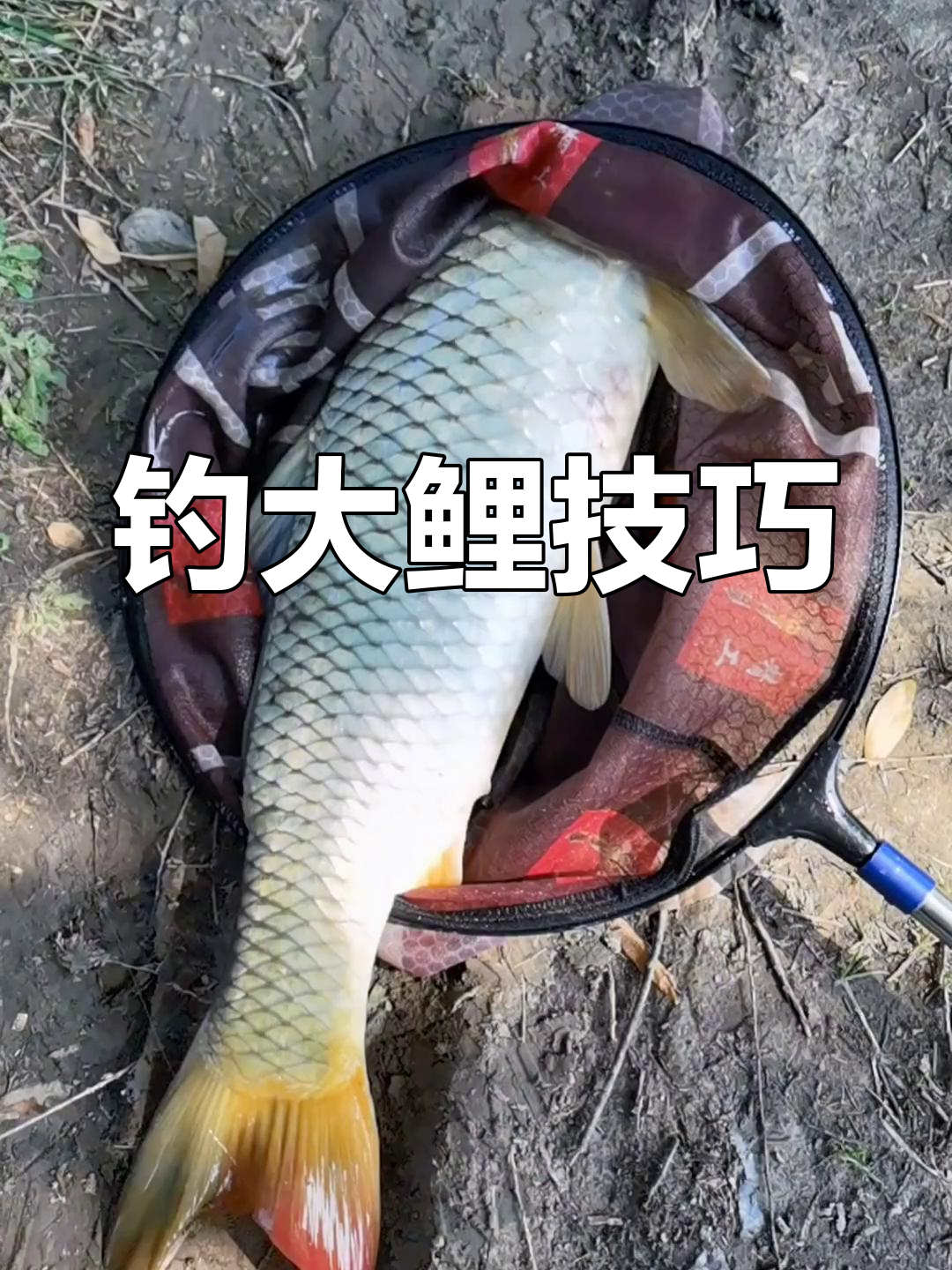 立鱼钓法技巧详情(立鱼百度百科)