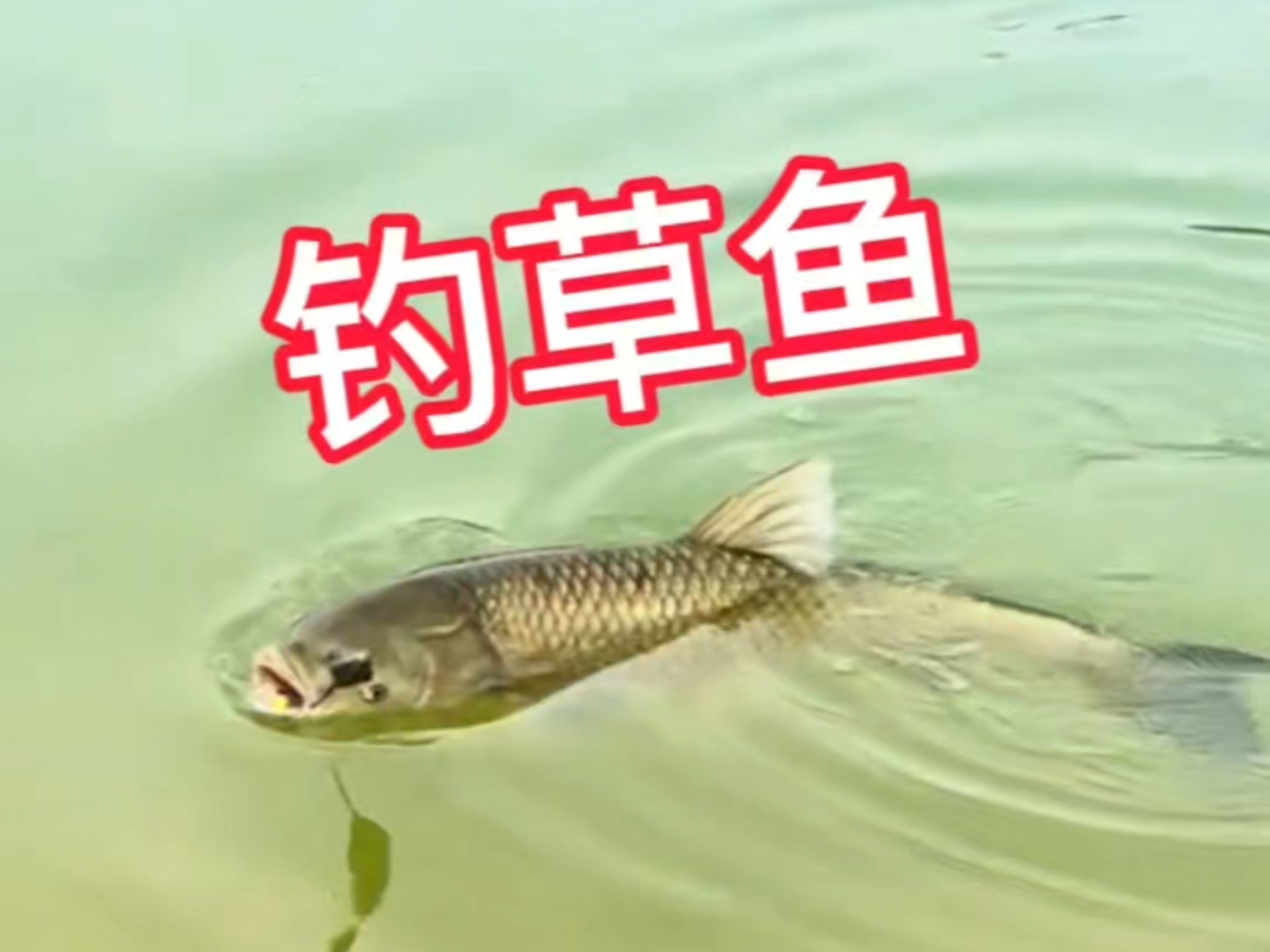 夏初水库钓青鱼技巧(春季水库钓青鱼)