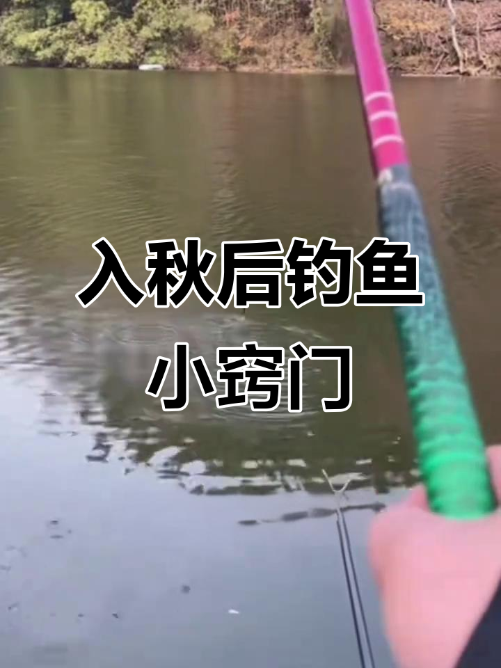 秋季闸口钓鱼技巧(秋季闸口钓鱼技巧图解)