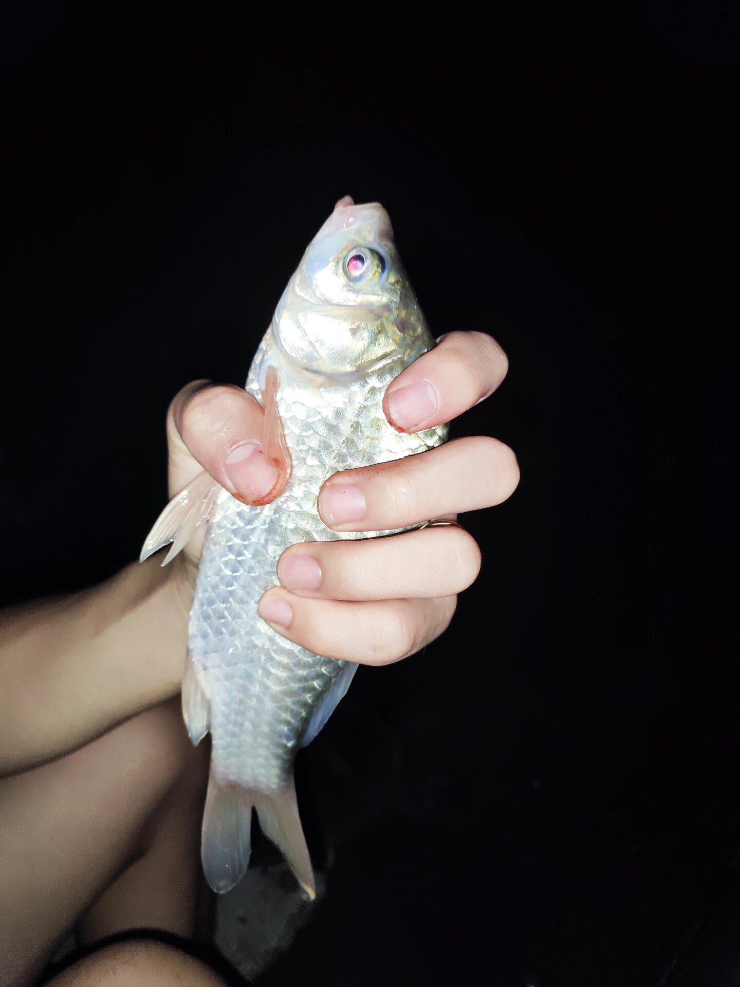 夜间海钓能钓到什么鱼(海里夜钓)