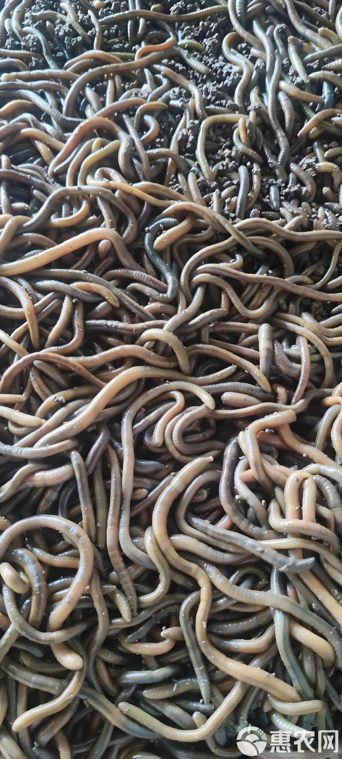 青蚯蚓做饵料(青蚯蚓做饵料好吗)