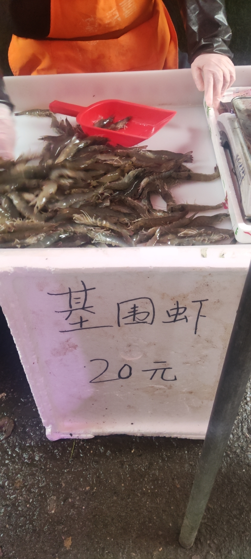湛江海钓血虫出售(海钓的血虫学名叫什么)