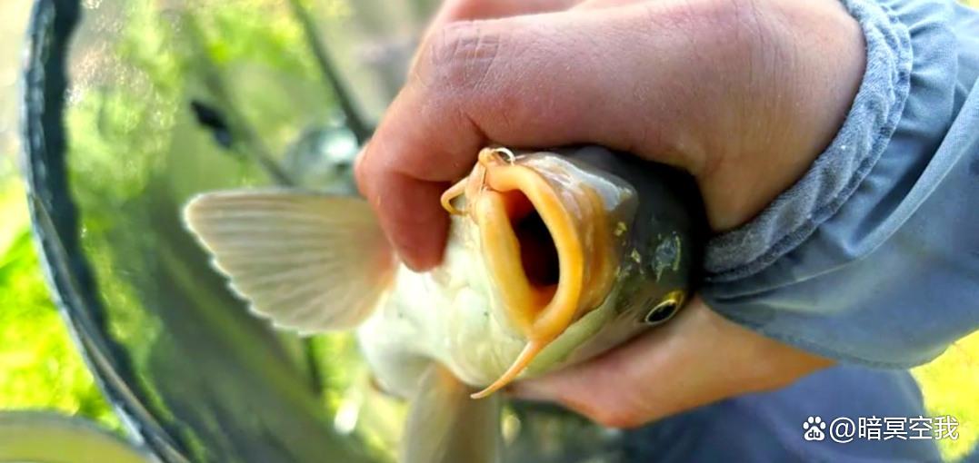 秋天野钓鲤鱼技巧方法(秋天野钓鲤鱼用什么饵料最好)