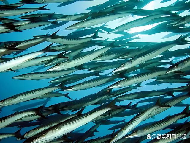 海钓狼鱼(海狼鱼钓法)