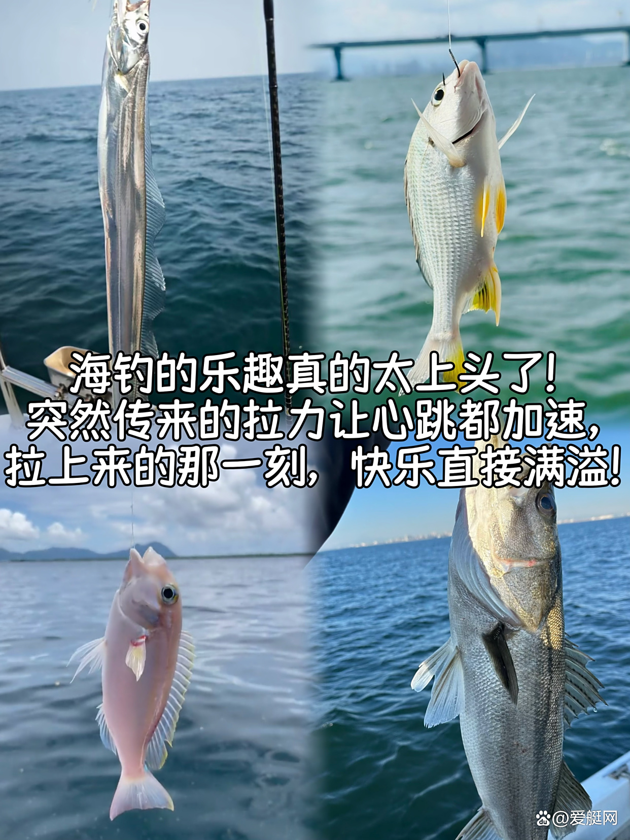 厦门哪些地方可以海钓(厦门哪里适合海钓)